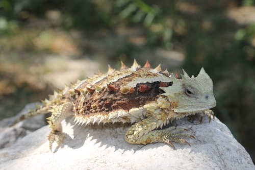 Phrynosoma asio