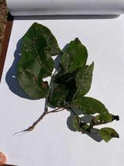 Pterocarpus rohrii