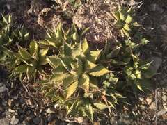 Agave margaritae