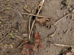 Oncopeltus famelicus