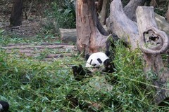 Ailuropoda melanoleuca