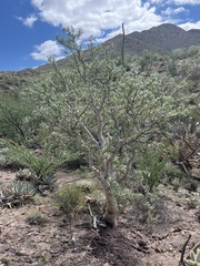 Pachycormus discolor