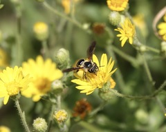 Andrena fulvipennis