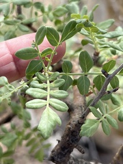 Pachycormus discolor