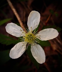 Rubus flagellaris