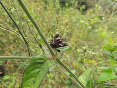 Oncopeltus famelicus