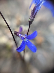 Lobelia gibbosa