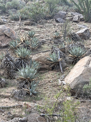 Agave cerulata