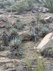 Agave cerulata