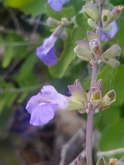 Salvia cedrosensis