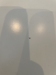 Amblyomma americanum