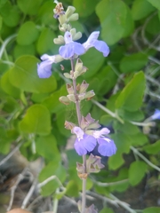 Salvia cedrosensis
