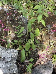 Lopezia racemosa