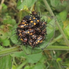 Oncopeltus famelicus