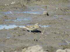 Calcarius ornatus