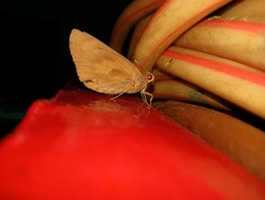 Erionota torus
