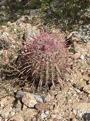 Ferocactus gracilis