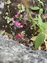 Lopezia racemosa