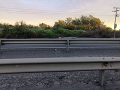 Nothoprocta perdicaria