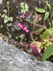Lopezia racemosa