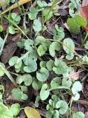 Dichondra repens
