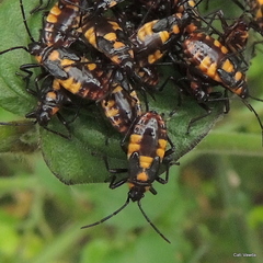 Oncopeltus famelicus