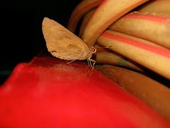 Erionota torus
