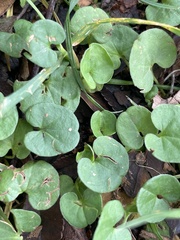 Dichondra repens