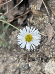 Erigeron karvinskianus