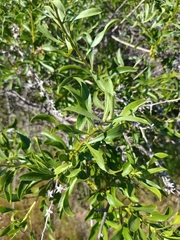 Maytenus boaria
