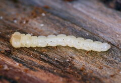 Melanophilini