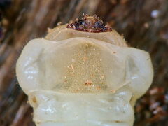Melanophilini