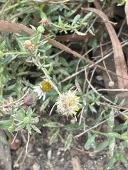 Erigeron karvinskianus
