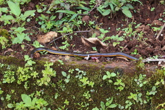 Ichthyophis beddomei