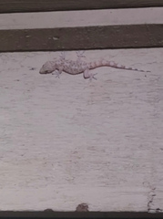 Hemidactylus turcicus