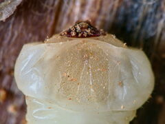 Melanophilini