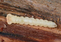 Melanophilini