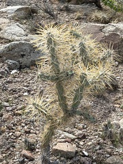 Cylindropuntia molesta