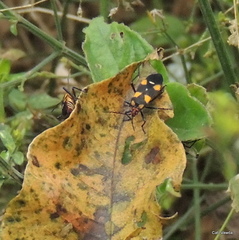 Oncopeltus famelicus