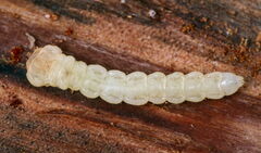 Melanophilini