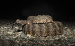 Crotalus tigris