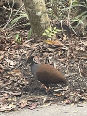 Megapodius reinwardt