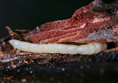 Melanophilini
