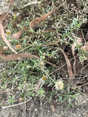 Erigeron karvinskianus