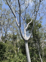Conzattia multiflora