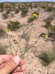Gutierrezia sphaerocephala