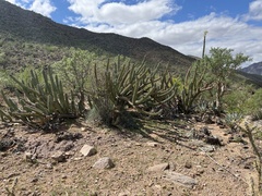 Stenocereus gummosus