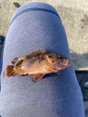 Sebastes auriculatus