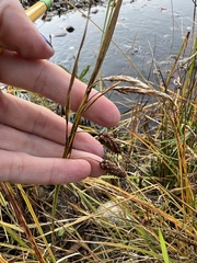 Carex lyngbyei