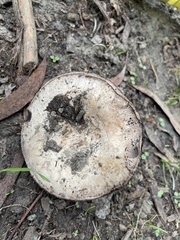 Agaricus californicus